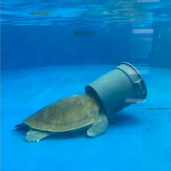 nightturtle